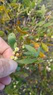 Image of Hakea anadenia Haegi