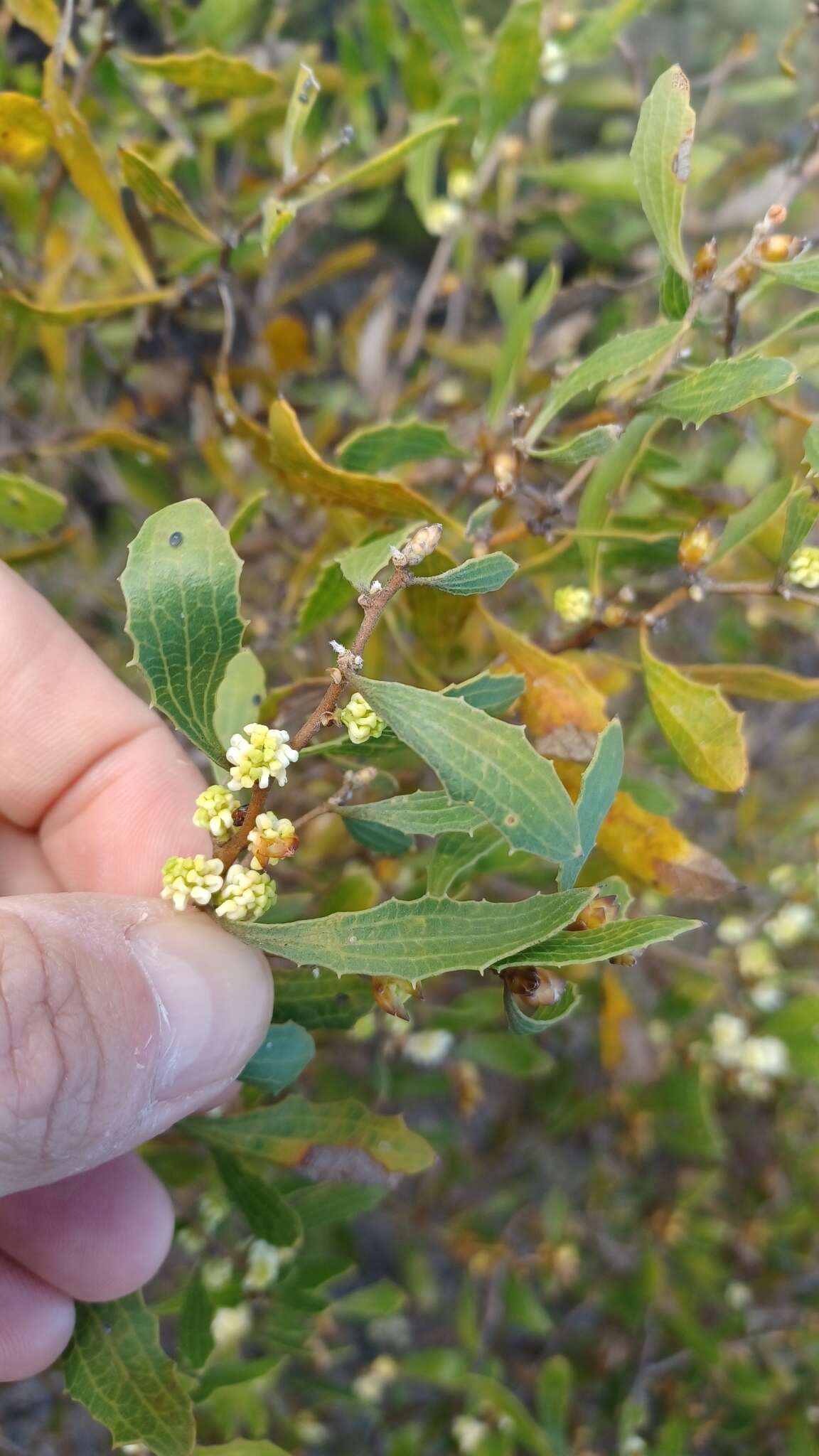 Image of Hakea anadenia Haegi