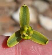 Imagem de Albuca viscosa L. fil.