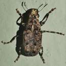 Image of Apatenia insignis Jordan 1895