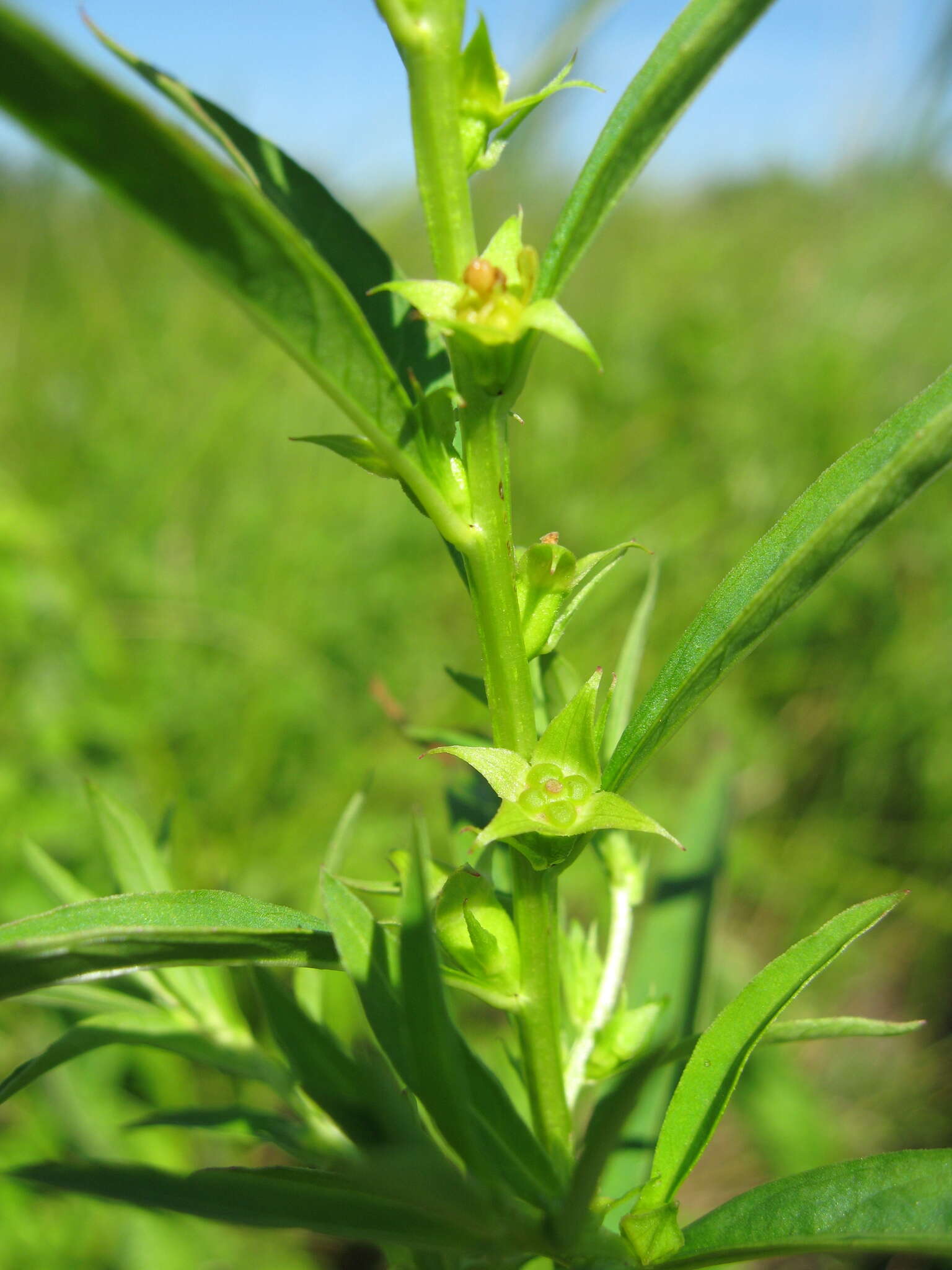 Image of manyfruit primrose-willow