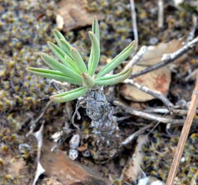 Tylecodon suffultus Bruyns ex H. Tölken resmi