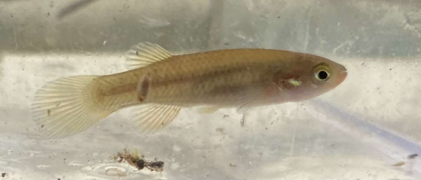 Слика од Fundulus rubrifrons (Jordan 1880)