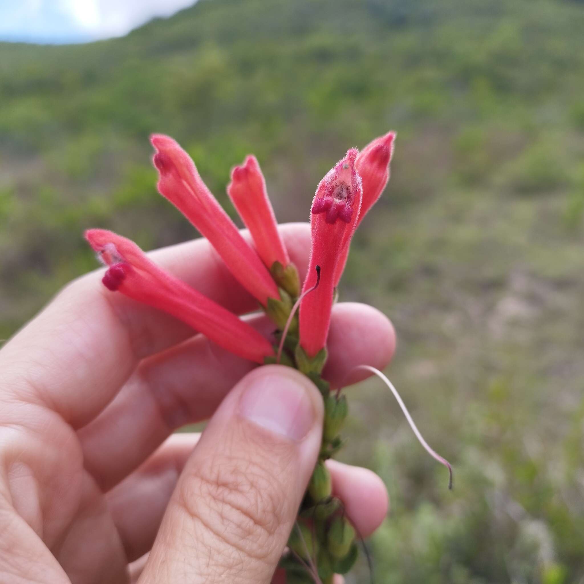 Image of Lamourouxia viscosa Kunth