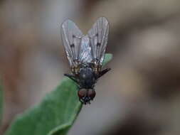 Plancia ëd Anthomyia ochripes Thomson 1869