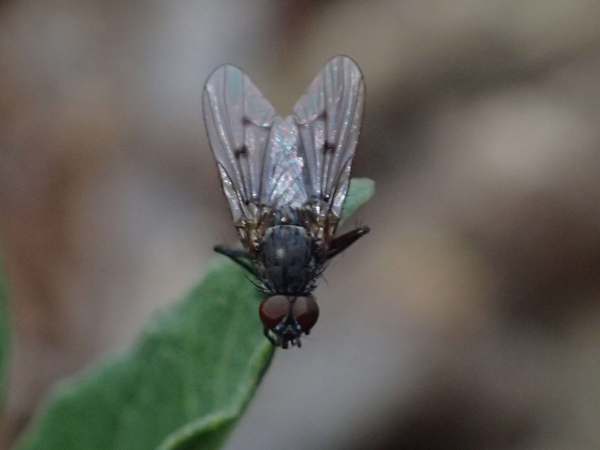 Plancia ëd Anthomyia ochripes Thomson 1869