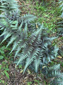 Image of Athyrium niponicum (Mett) Hance