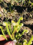 Image of Erica bruniifolia Salisb.