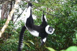 Image of Black-and-white Ruffed Lemur