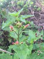 Image of California bee plant