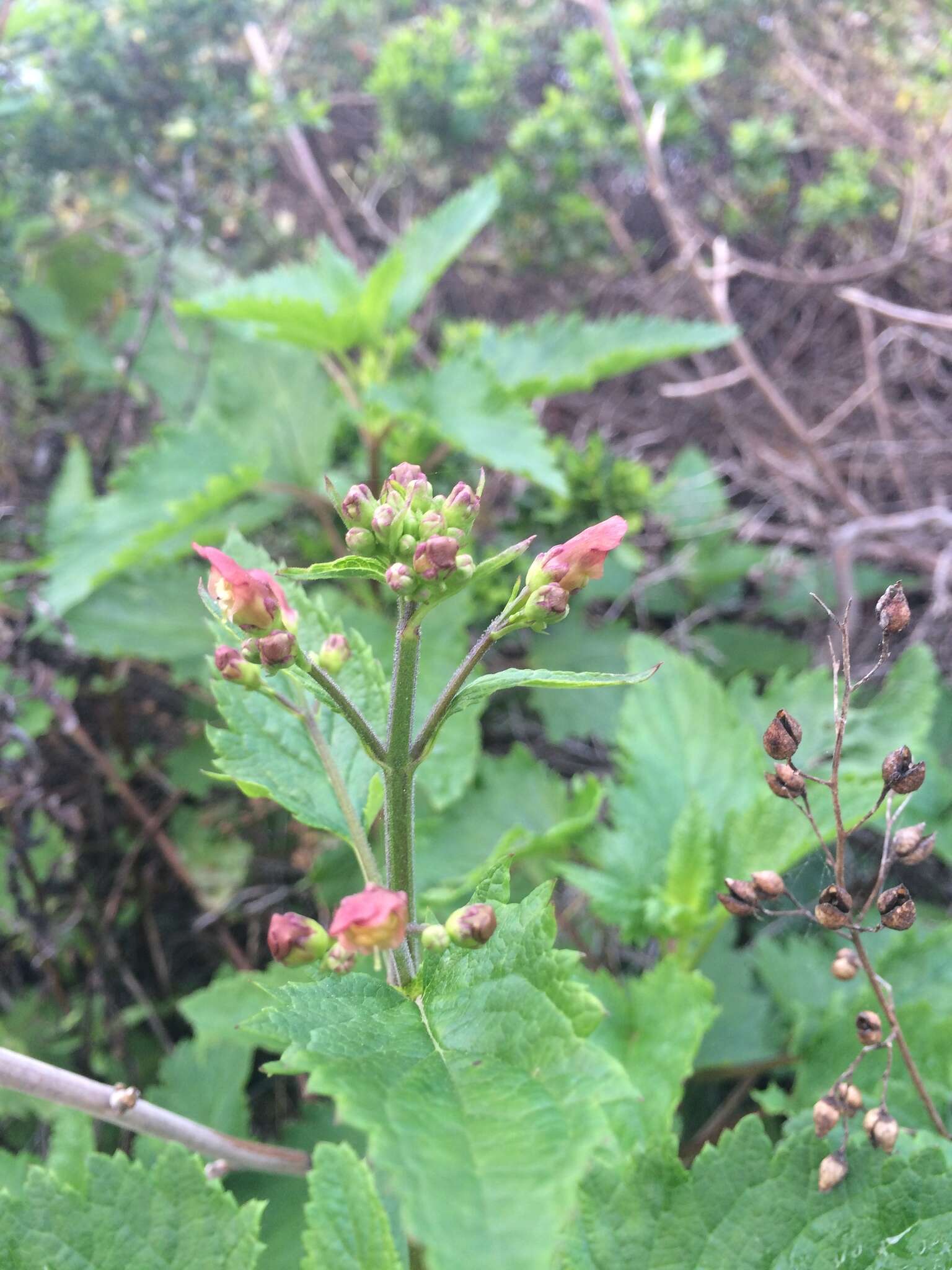 Image of California bee plant