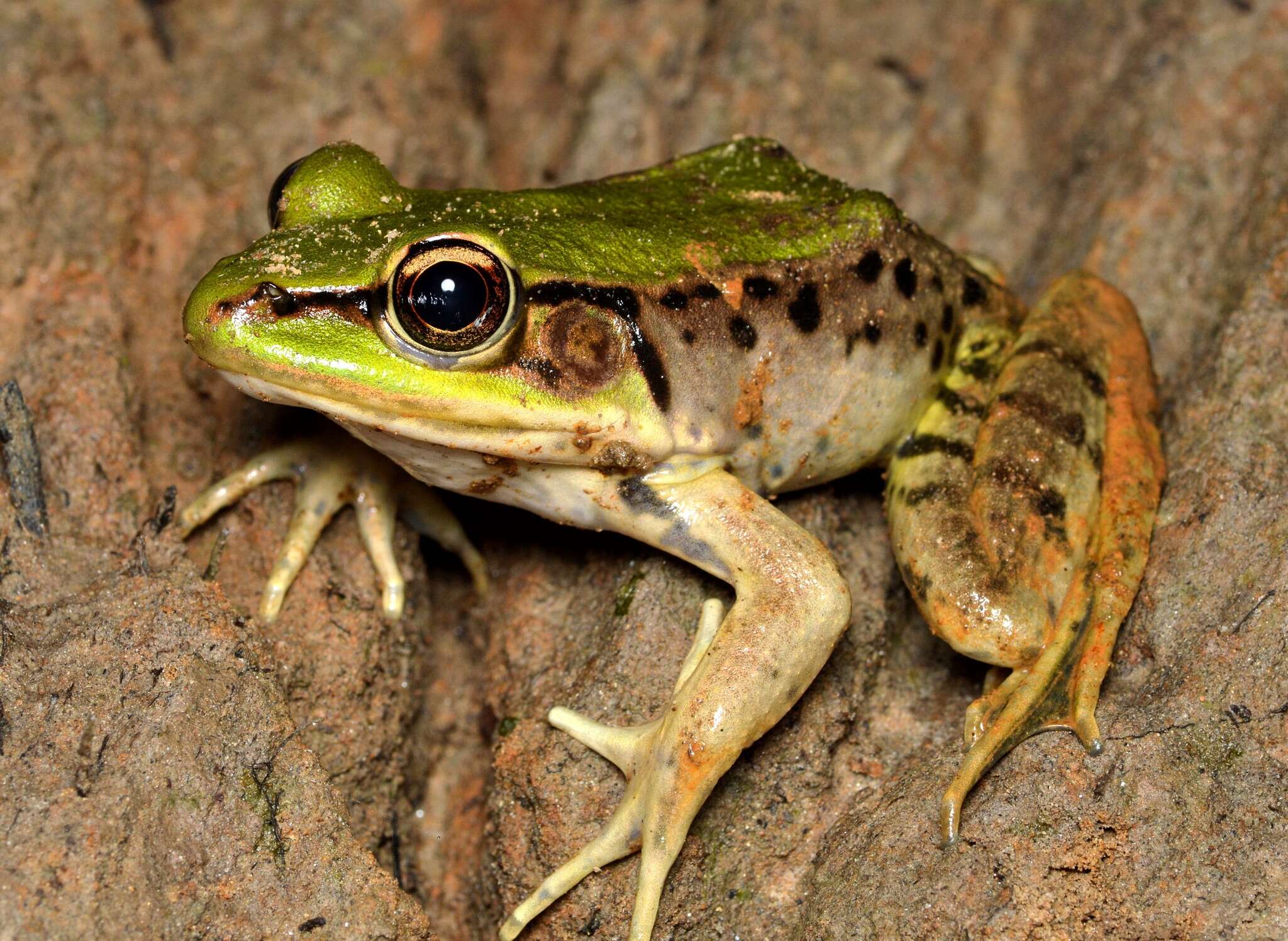 Image of Lithobates palmipes (Spix 1824)