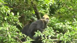 Image of Cat Ba Black Leaf Monkey