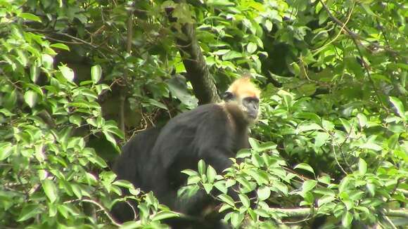 Image of Cat Ba Black Leaf Monkey