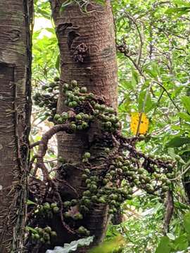 Ficus benguetensis Merr.的圖片