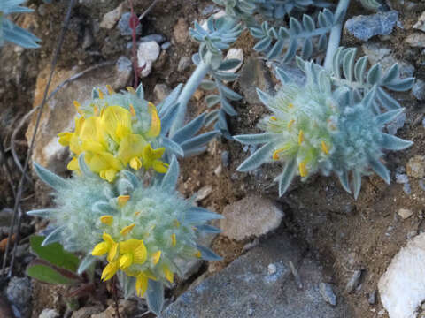 Image of Anthyllis tejedensis Boiss.