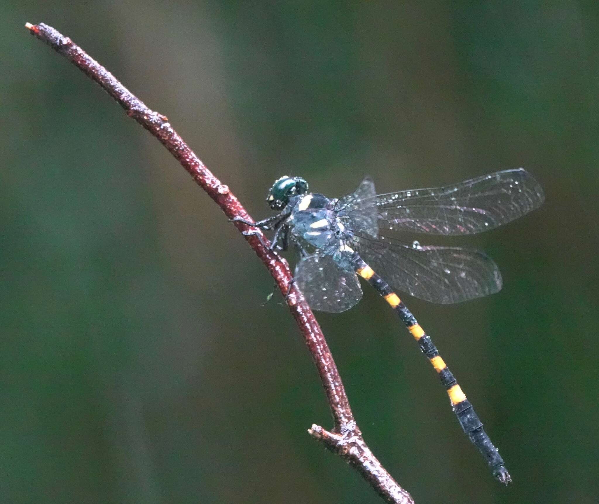 Image of Macrogomphus quadratus Selys 1878