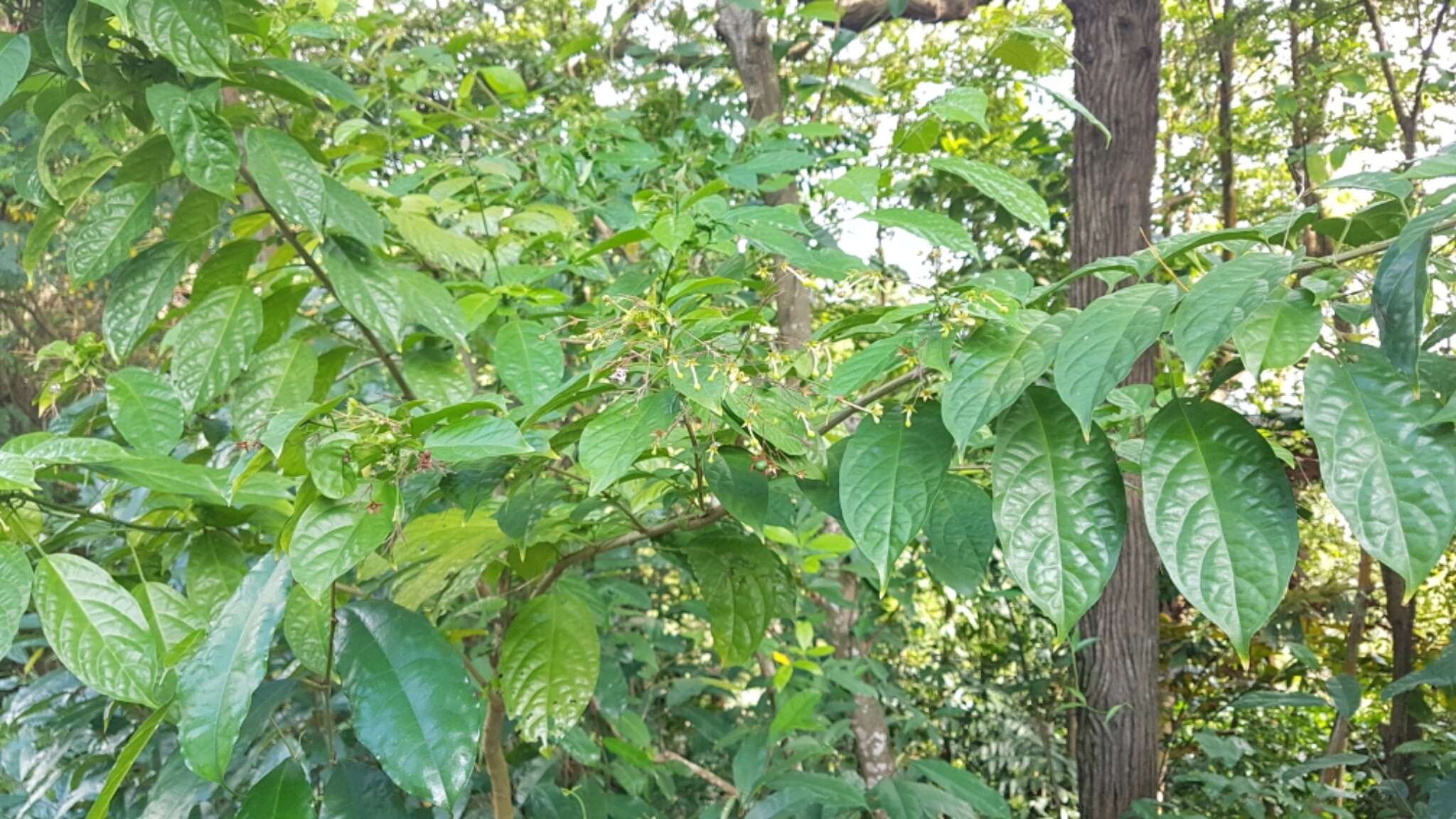 Sivun Clerodendrum laevifolium Blume kuva