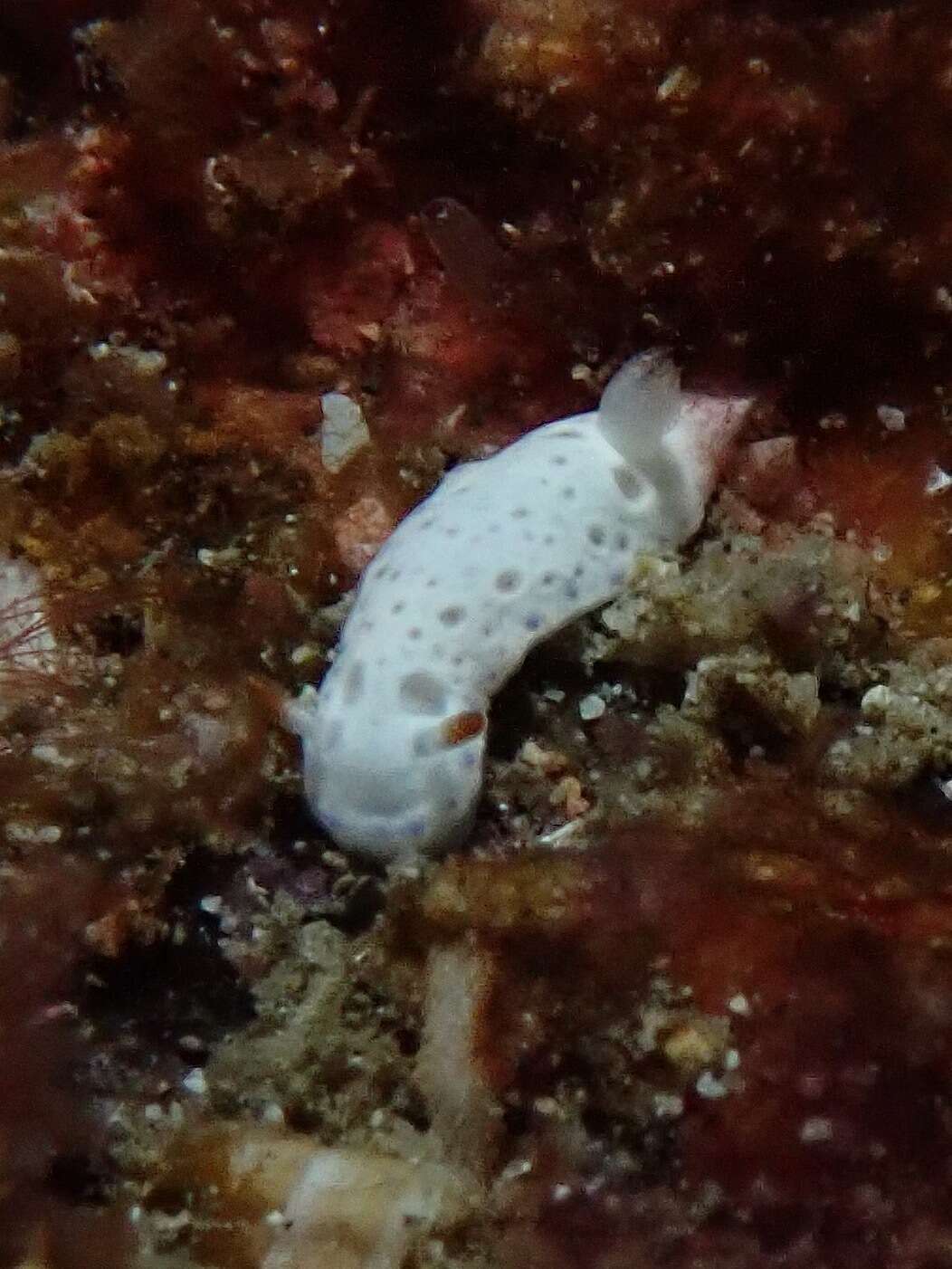 Sivun Hypselodoris lacuna Gosliner & R. F. Johnson 2018 kuva