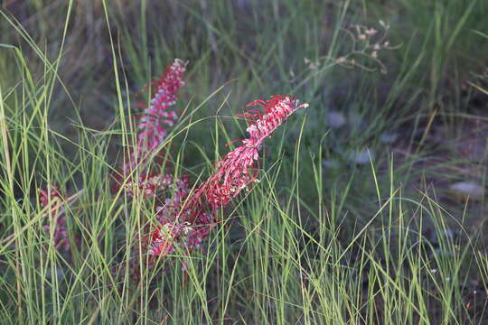 Image of Grevillea dryandri R. Br.