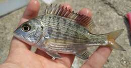 Image of Blackhead Seabream