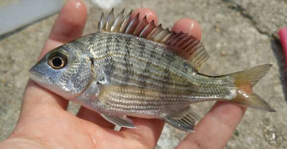 Image of Blackhead Seabream