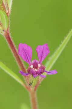 Image of blue waxweed