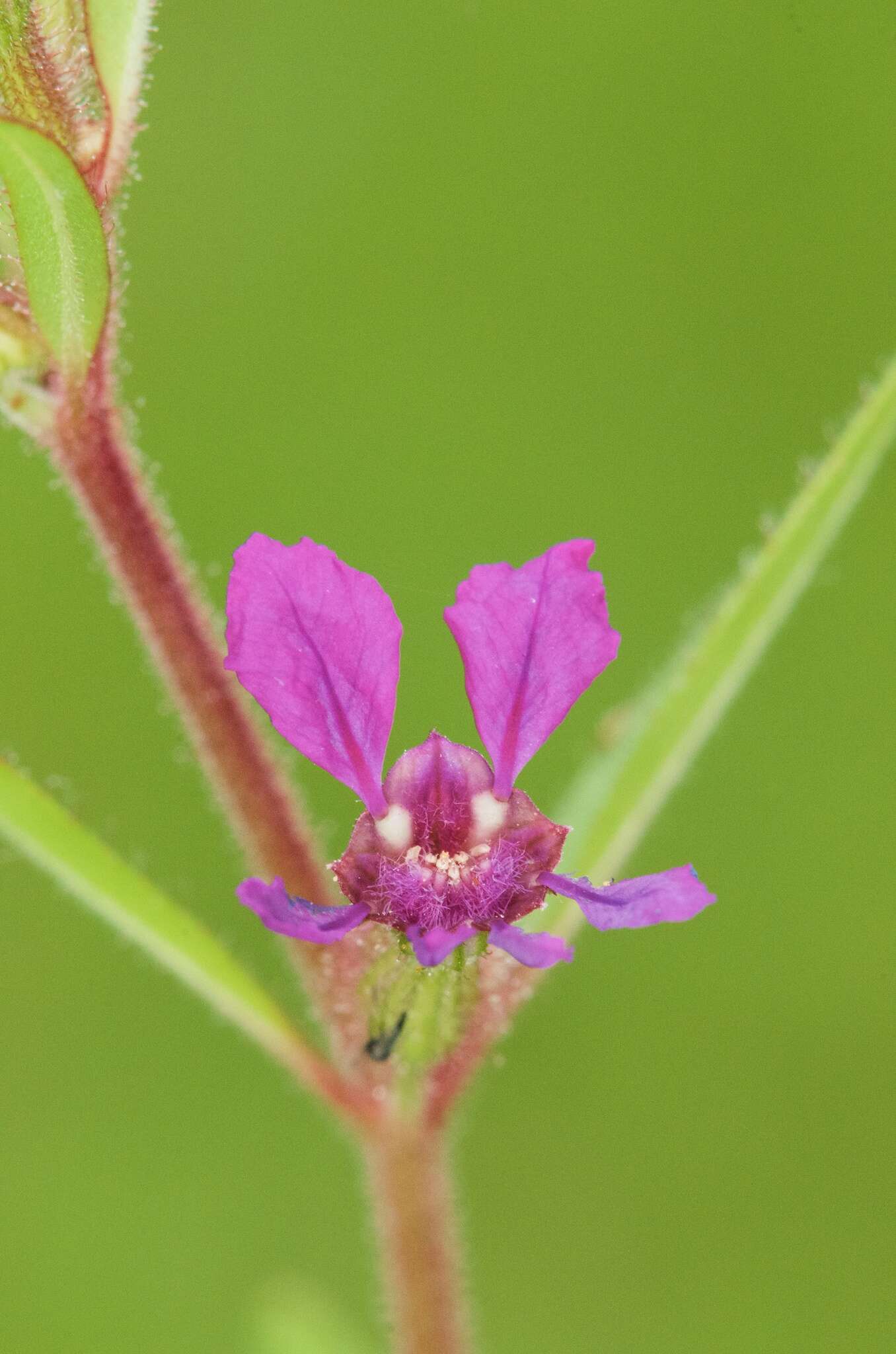 Image of blue waxweed