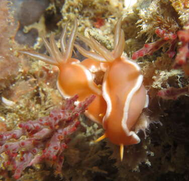 Image of Hypselodoris rositoi Gosliner & R. F. Johnson 2018