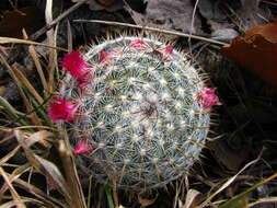 Image of Mammillaria albilanata subsp. oaxacana D. R. Hunt