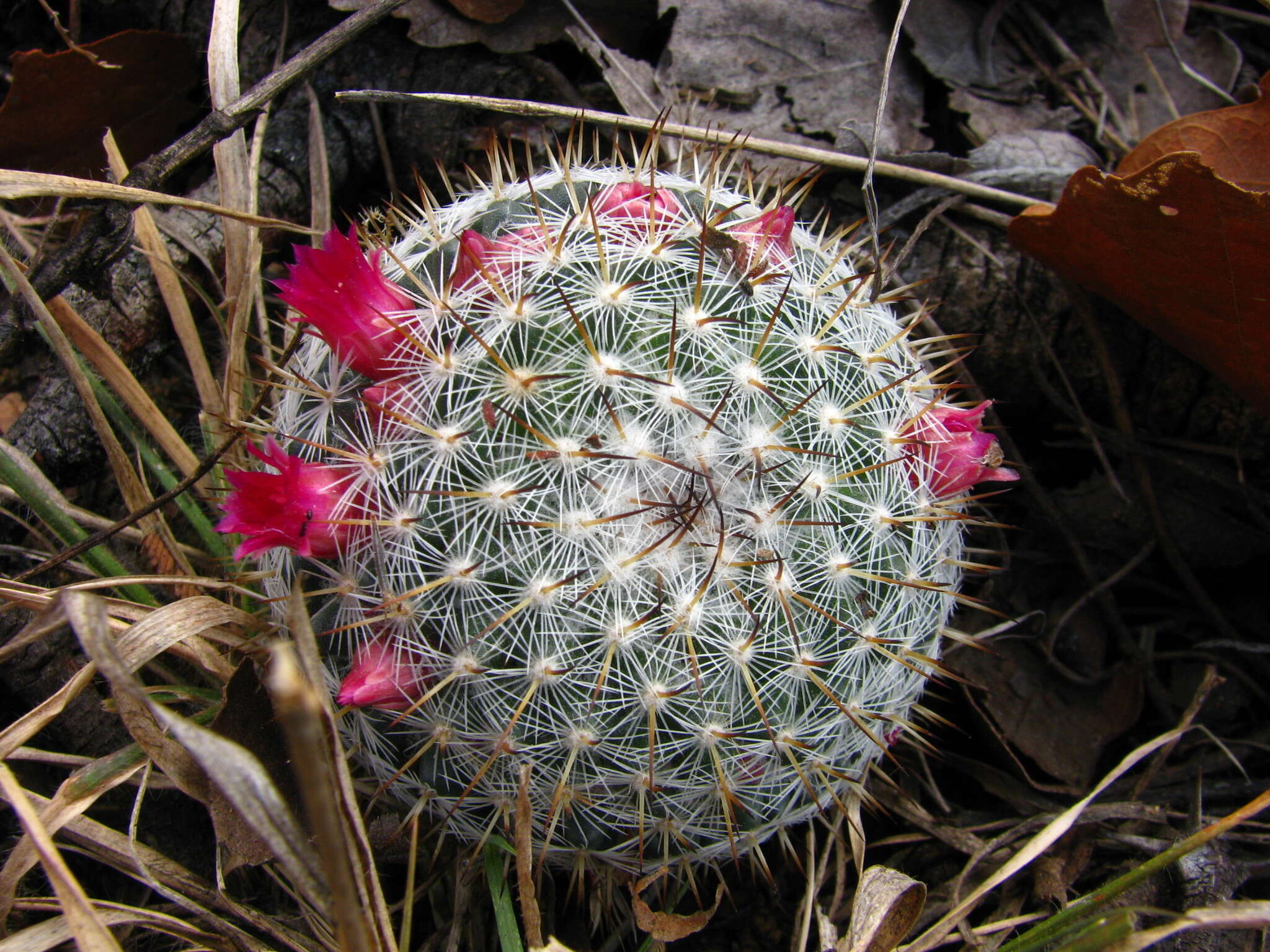 Image of Mammillaria albilanata subsp. oaxacana D. R. Hunt