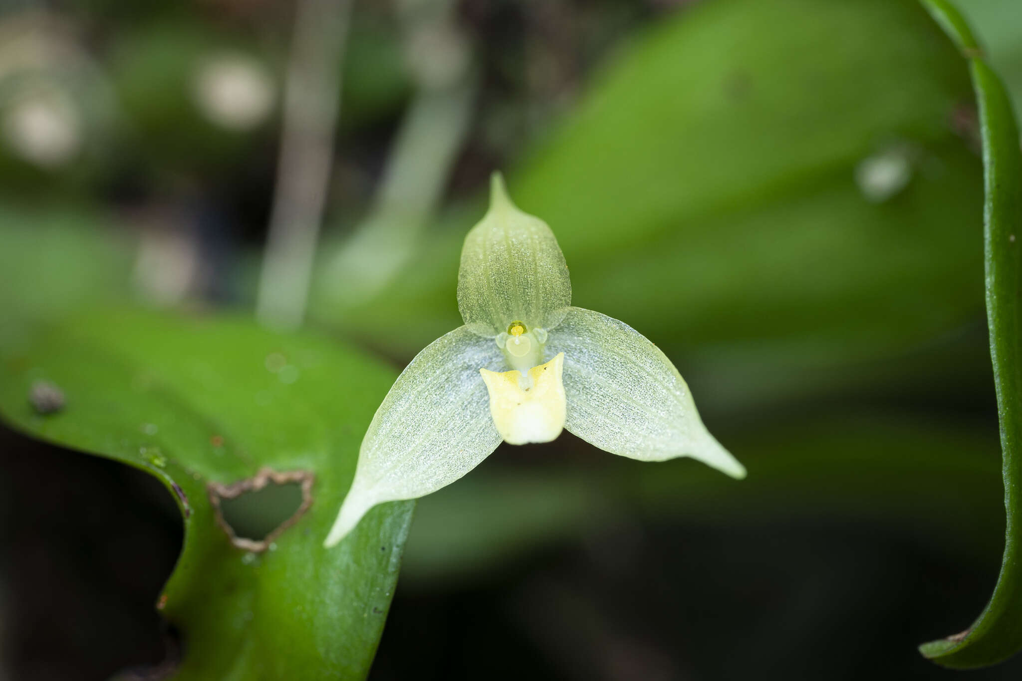 Image of Bulbophyllum aphanopetalum Schltr.