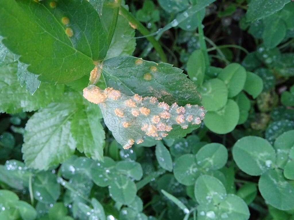 Imagem de Puccinia smyrnii Biv. 1816