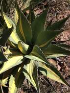 Image of Agave durangensis Gentry