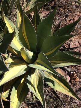 Image of Agave durangensis Gentry