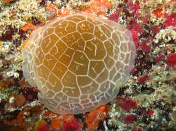 Imagem de Pleurobranchus reticulatus Rang 1832