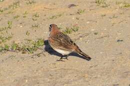 صورة Eremophila alpestris actia (Oberholser 1902)