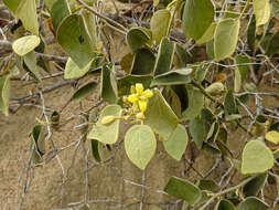 Image of Capparicordis crotonoides (Kunth) Iltis & Cornejo