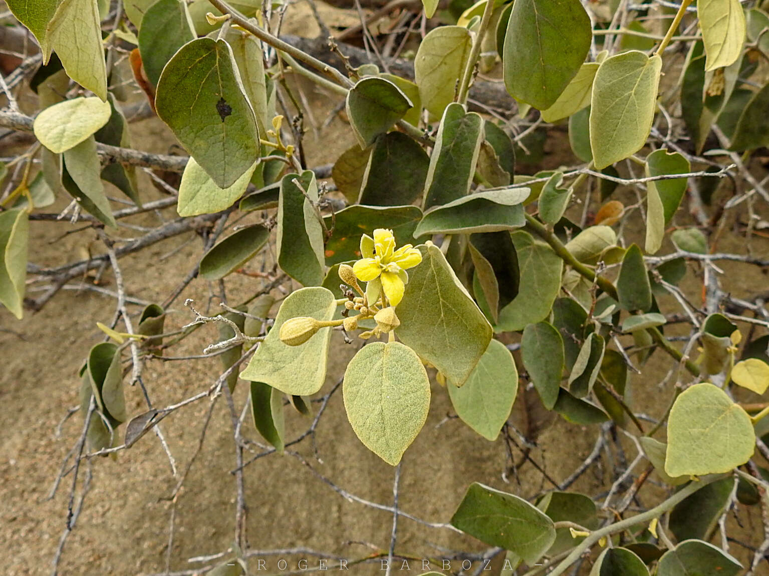 Image of Capparicordis crotonoides (Kunth) Iltis & Cornejo