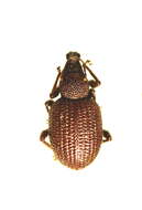 Image of rough strawberry root weevil