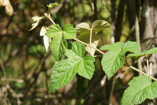 صورة Rubus moluccanus var. trilobus A. R. Bean