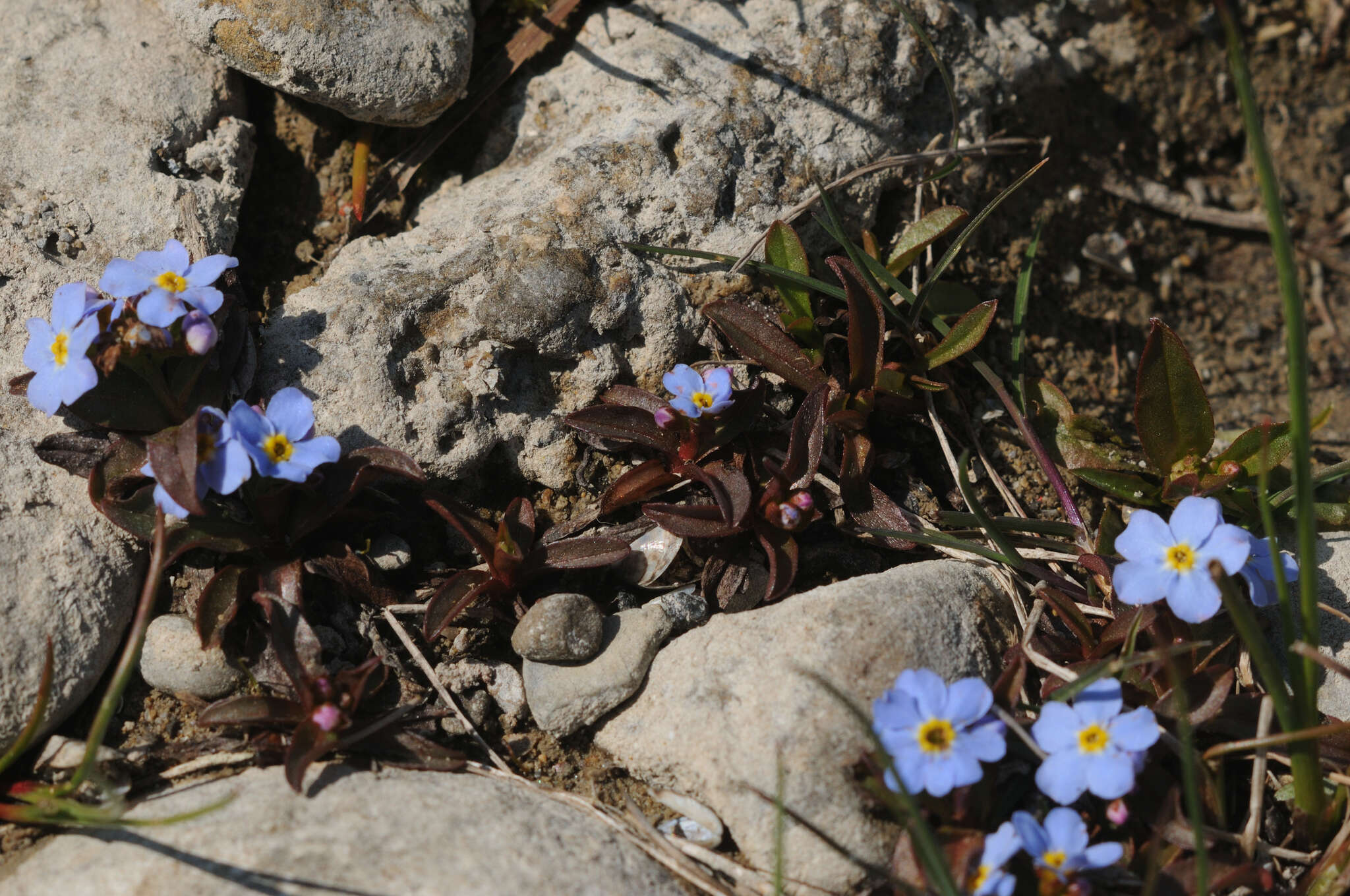 Image of Myosotis rehsteineri Warten.