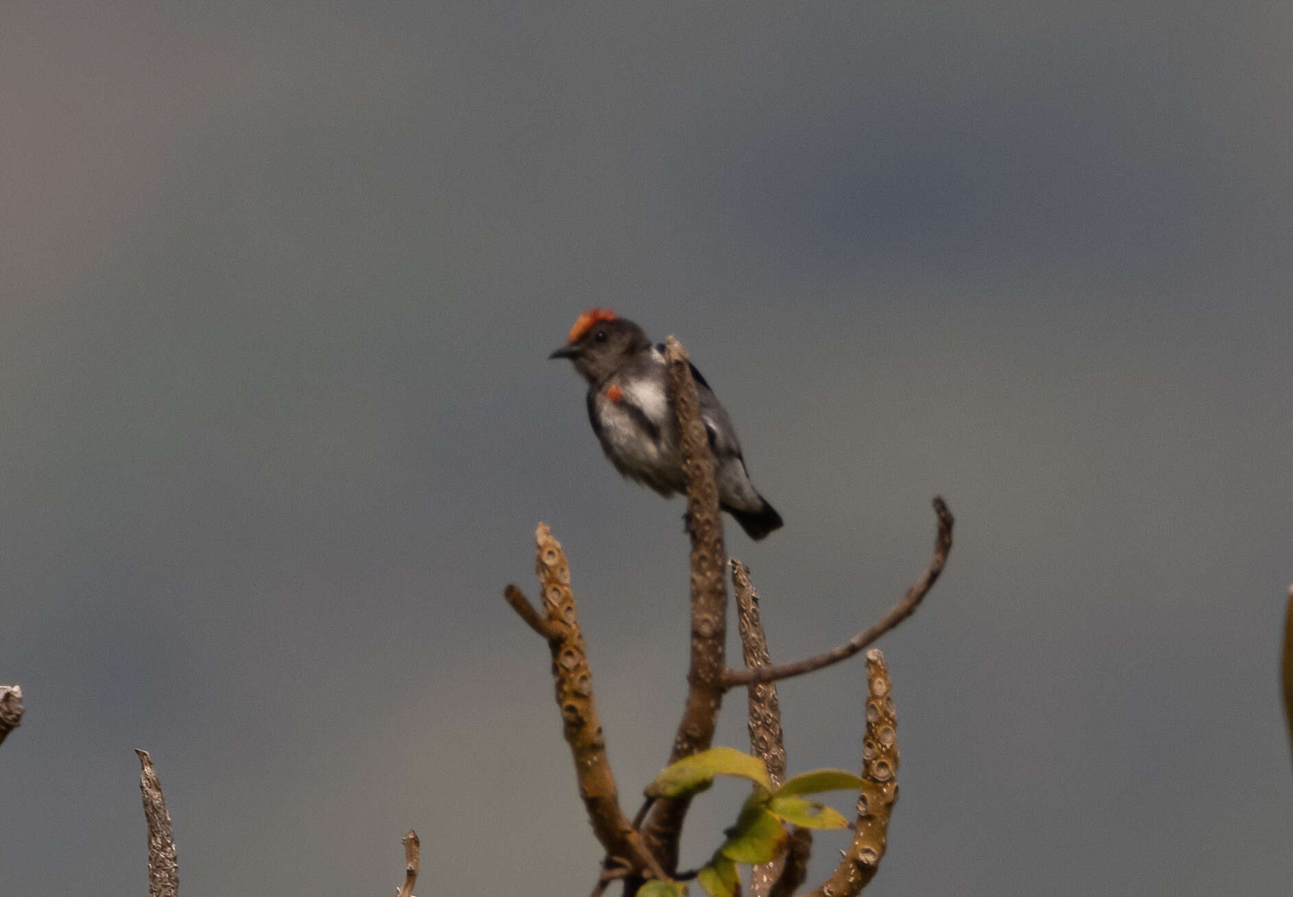 Image of Crimson-crowned Flowerpecker