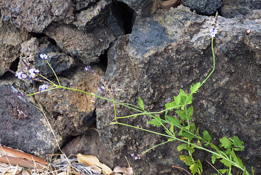 Imagem de Lavandula rotundifolia Benth.