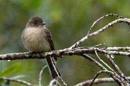 Image of Hispaniolan Pewee