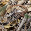 Image of Colima Giant Whiptail