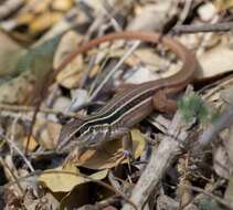 Image of Colima Giant Whiptail