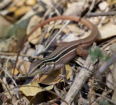 Image of Giant Whiptail