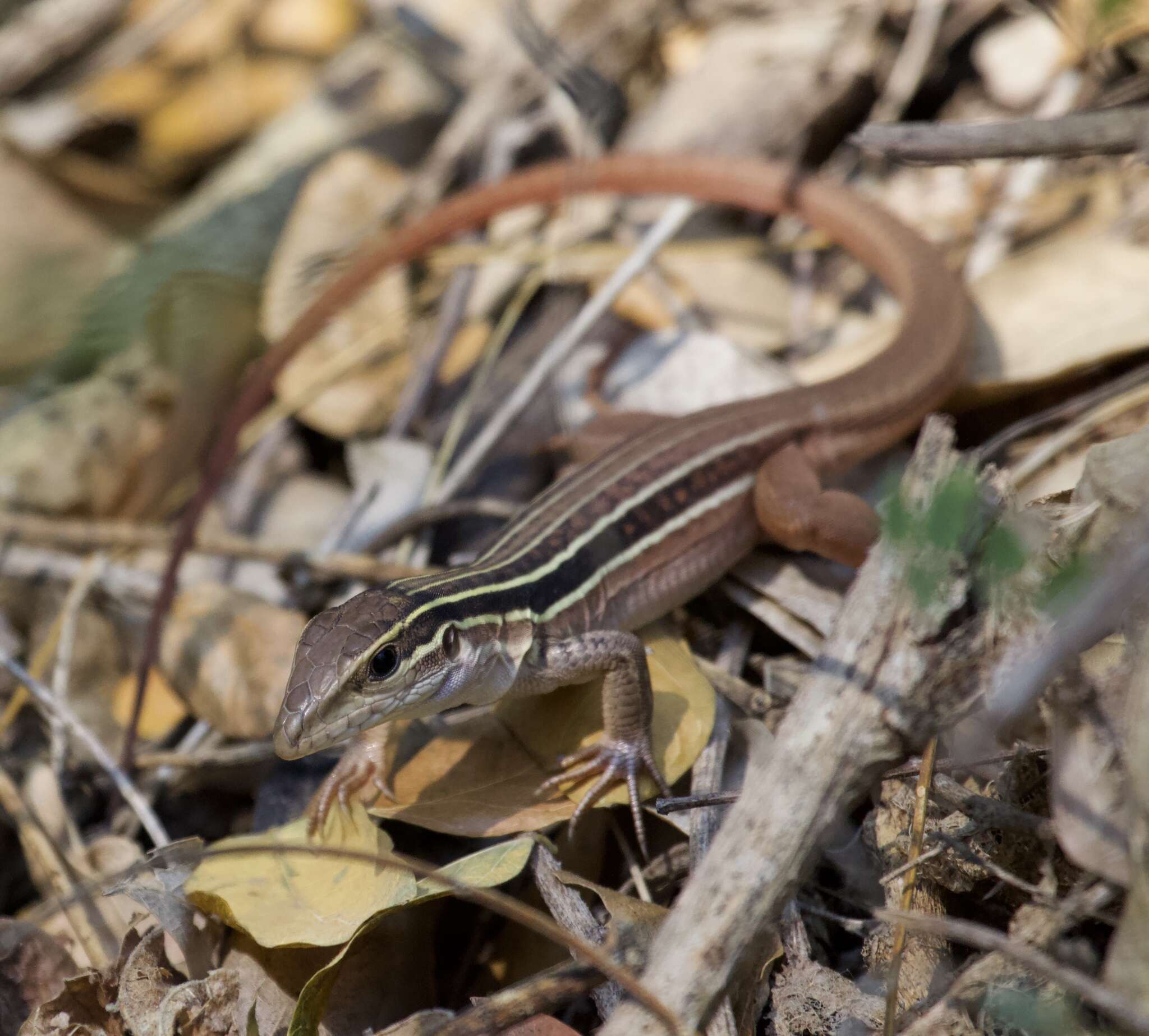 Image of Colima Giant Whiptail