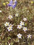 Image of thread linanthus